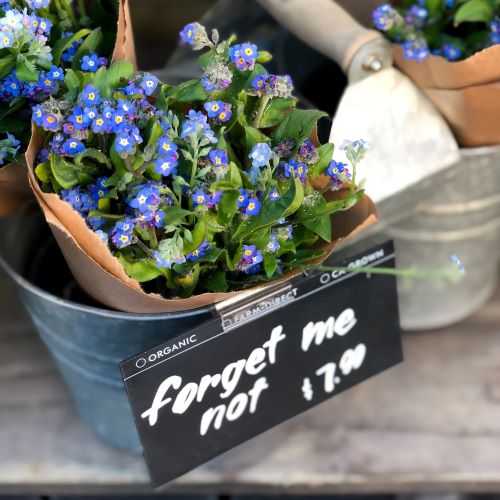 Forget-me-nots